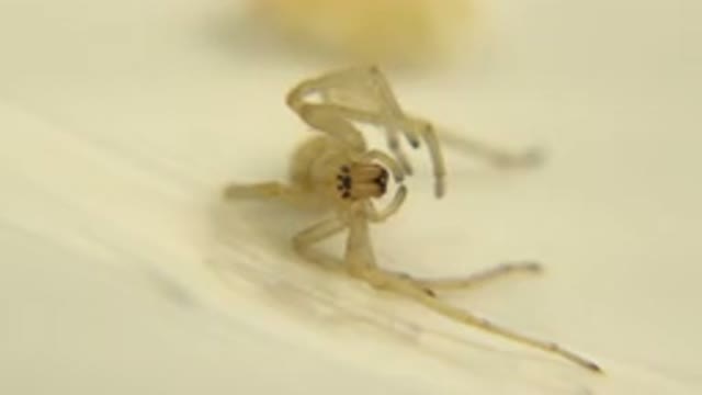Image Of A Tiny Spider That Has Rolled Over On His Side That Is Not Moving