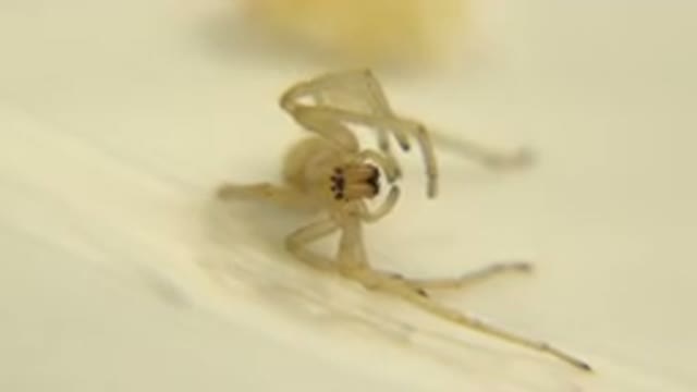Dead Insect Captured on Camera