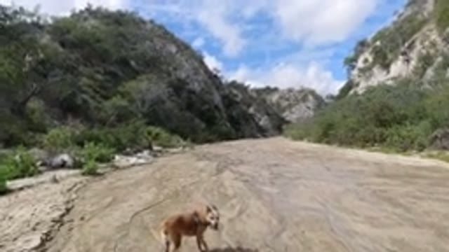 SAN JOSE DEL CABO MEXICO-2020: A Dog Walks Along a Grassy Mountain Path in Nature