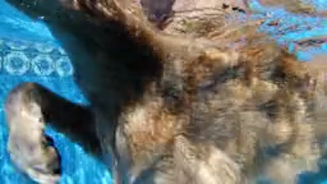 SAN JOSE DEL CABO MEXICO-2020: Owner Recording Cute Dog Swimming Through The Pool
