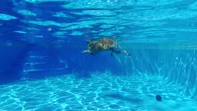 SAN JOSE DEL CABO MEXICO-2020: Dog Swimming in Blue Pool, Fetching Ball and Splashing Fun
