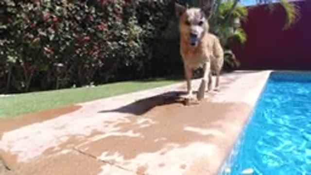 SAN JOSE DEL CABO MEXICO-2020: Small Brown Dog Runs Alongside A Pool On A Clear