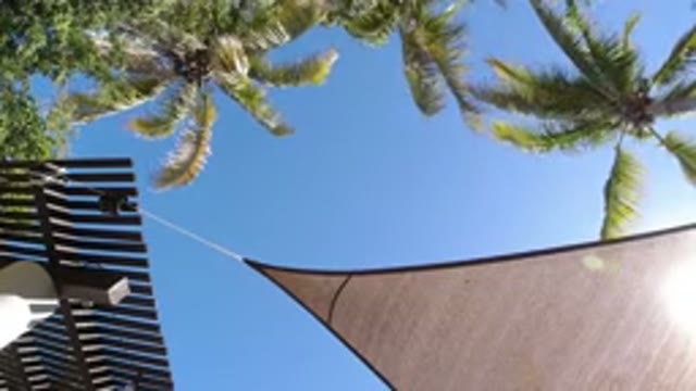 SAN JOSE DEL CABO MEXICO-2020: Watching Palm Trees Blowing in the Wind Relaxing