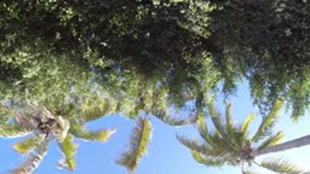 SAN JOSE DEL CABO MEXICO-2020: Palm Trees Are Blowing In The Wind While The Sun Is Shining