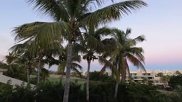 LOS CABOS MEXICO-2020: A Beautiful Scene Of Coconut Tree Leaves Waving In The