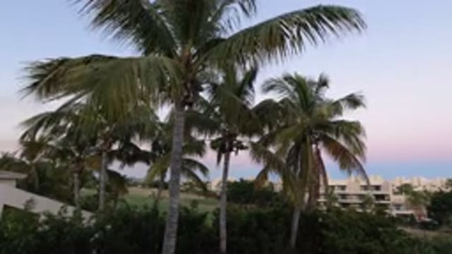 LOS CABOS MEXICO-2020: A View Of Very Big Palm Trees And Buildings In The