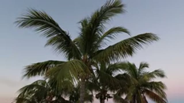 LOS CABOS MEXICO-2020: Palm Trees Viewed In The Breeze Of Daytime With Sky In