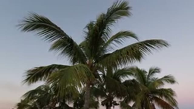 LOS CABOS MEXICO-2020: The Video Shows Tall Palm Tree Blowing In The Wind With