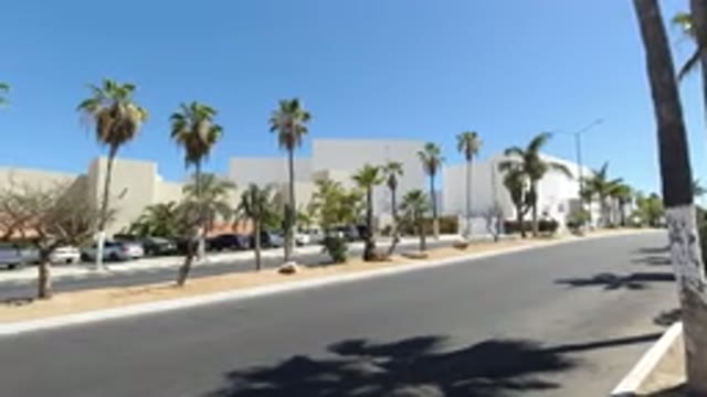 LOS CABOS MEXICO-2020: Absolutely Beautiful Palm Trees Are Lined Up In The