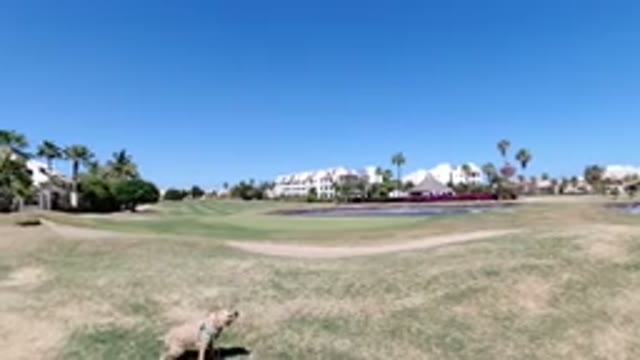 LOS CABOS MEXICO-2020: A Dog Standing In A Large Field Full Of Green And Dry Vegetation