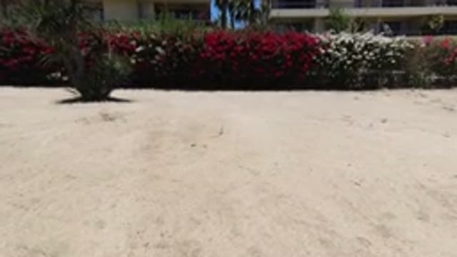 LOS CABOS MEXICO-2020: Person Approaching A House With A Hedge In The Way On A Sunny Day