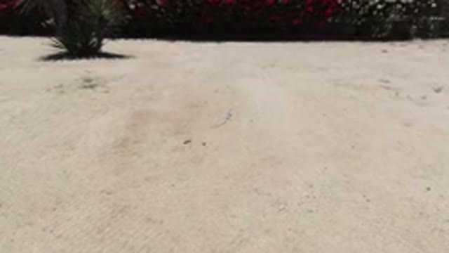 LOS CABOS MEXICO-2020: Leashed Dog Chasing Lizard on Sandy Beach