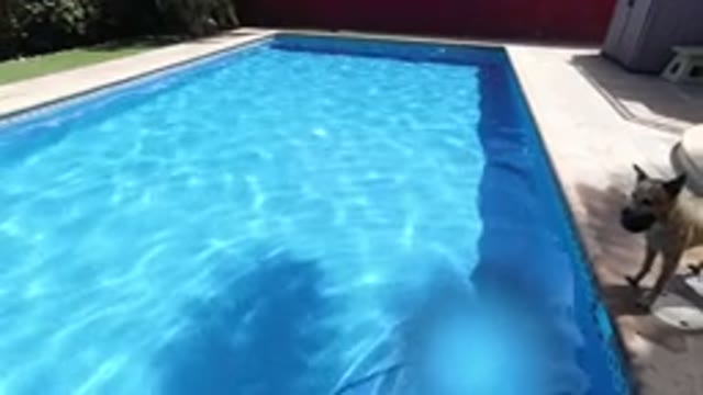 LOS CABOS MEXICO-2020: Diving Down In Crystal Clear Pool With Pup Watching