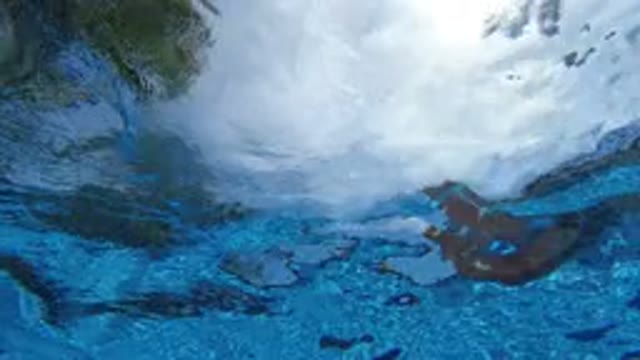 LOS CABOS MEXICO-2020: Water In A Pool Shakes And Ripples With Trees Overhead