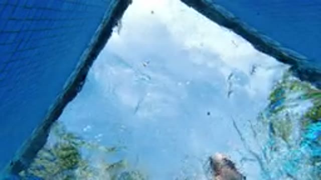 LOS CABOS MEXICO-2020: Dog Running On Top Of Glass Window Covering A Container