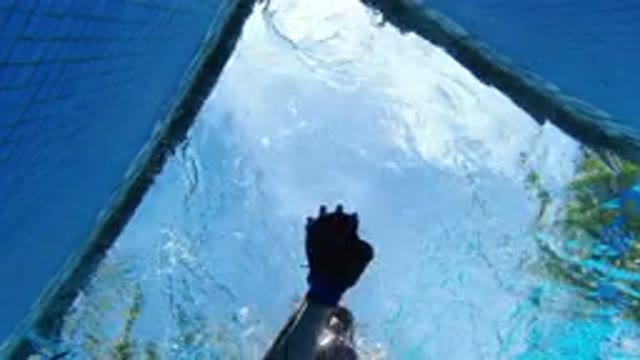LOS CABOS MEXICO-2020: View From Underwater As A Man Wearing Goggles Briefly