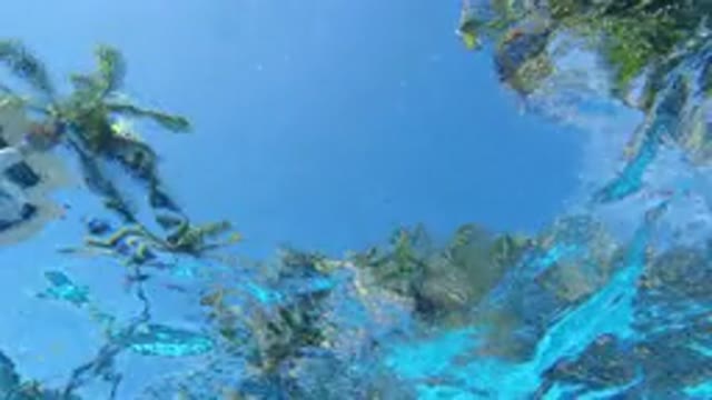 LOS CABOS MEXICO-2020: Camera Recording Coconut Trees And Blue Sky From Under