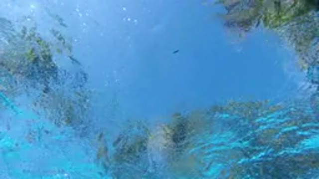 LOS CABOS MEXICO-2020: Little Bug Floating On Top Of A Bucket Of Clear Water