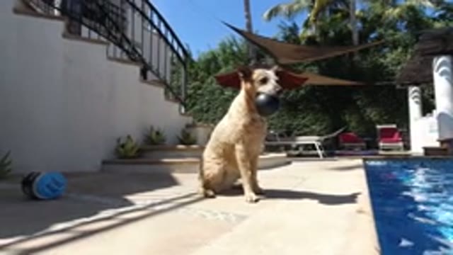 LOS CABOS MEXICO-2020: A Dog With Short Fur And Pointed Ears Sits By A Pool