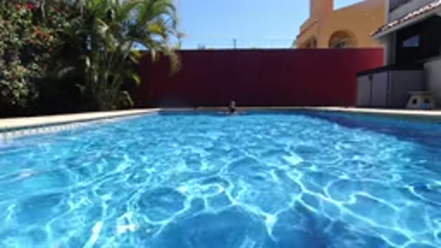 LOS CABOS MEXICO-2020: Backyard Swimming Pool With Swimmer And Dog On A Sunny Day