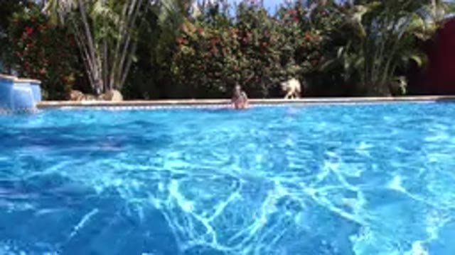 LOS CABOS MEXICO-2020: Two People Diving In A Pool And A Dog Walking Along The Edge