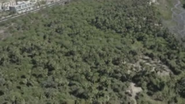 SAN JOSE DEL CABO MEXICO-2020: Overhead Drone Footage Of Trees Slow Moving In