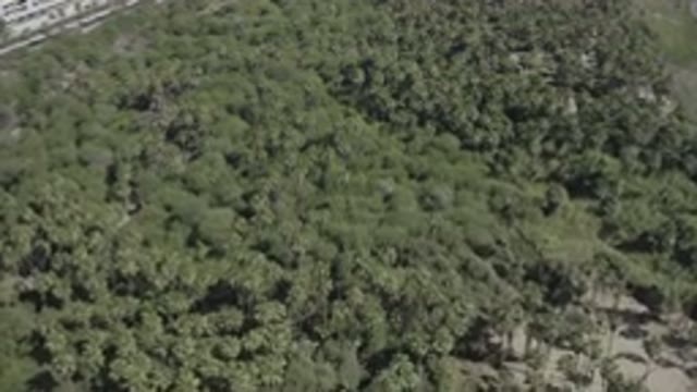 SAN JOSE DEL CABO MEXICO-2020: Video Footage Of A Forest Full Of Trees And