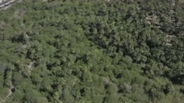 SAN JOSE DEL CABO MEXICO-2020: Top Sky View Of A Beautiful Forest