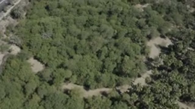 SAN JOSE DEL CABO MEXICO-2020: Beautiful And Deeply Green Forest Trees Recorded