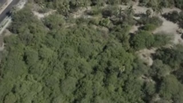 SAN JOSE DEL CABO MEXICO-2020: Aerial Drone View Of Green Brush Palm Trees And