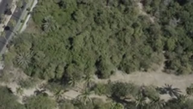 SAN JOSE DEL CABO MEXICO-2020: Roads And Trees Spread Through Forest Landscape