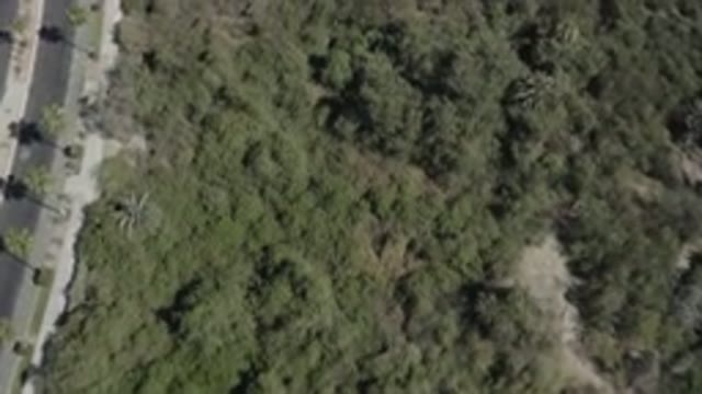 SAN JOSE DEL CABO MEXICO-2020: Drone Flying Overhead Dense Trees And Palm Trees