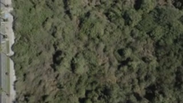 SAN JOSE DEL CABO MEXICO-2020: Beautiful Trees Observed From Up The Sky