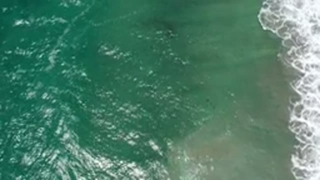 SAN JOSE DEL CABO MEXICO-2020: School Of Fish Captured Swimming Surprisingly