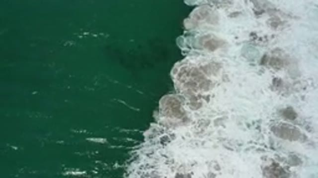 SAN JOSE DEL CABO MEXICO-2020: Fishes Swimming Near The Waves