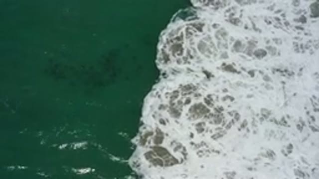 SAN JOSE DEL CABO MEXICO-2020: Small School Of Fish Can Be Seen Swimming In The
