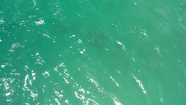 SAN JOSE DEL CABO MEXICO-2020: Family Of Sea Animals Venture Out Into The Sea