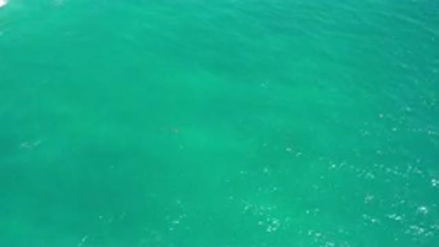 SAN JOSE DEL CABO MEXICO-2020: Animal Swimming Near The Surface Of The Sea