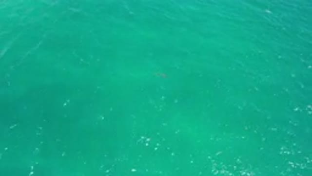 SAN JOSE DEL CABO MEXICO-2020: Top View Of Green Deep Blue Sea And A Fish