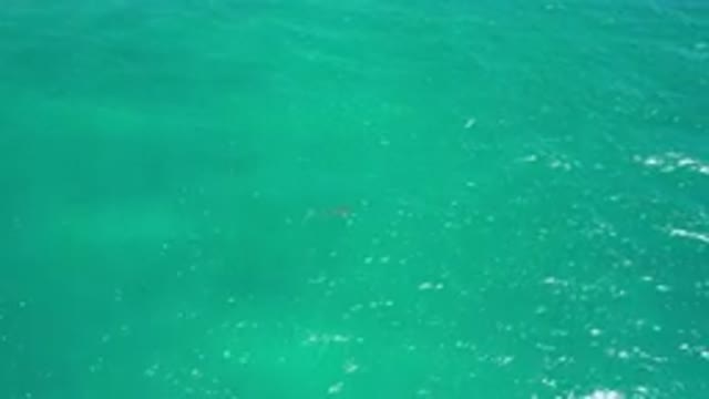SAN JOSE DEL CABO MEXICO-2020: An Animal Swimming In The Middle Of The Ocean