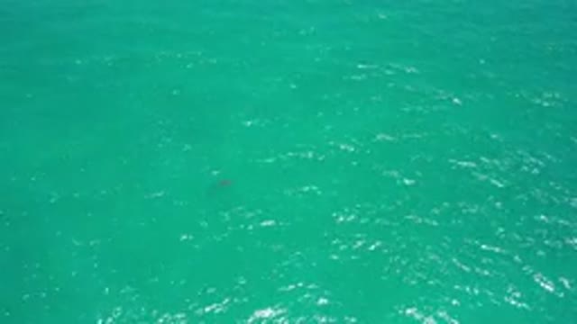 SAN JOSE DEL CABO MEXICO-2020: A Single Shark Swimming In Calm Turquoise Blue