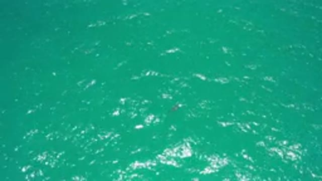 SAN JOSE DEL CABO MEXICO-2020: Shark Swimming Near The Surface Of The Sea