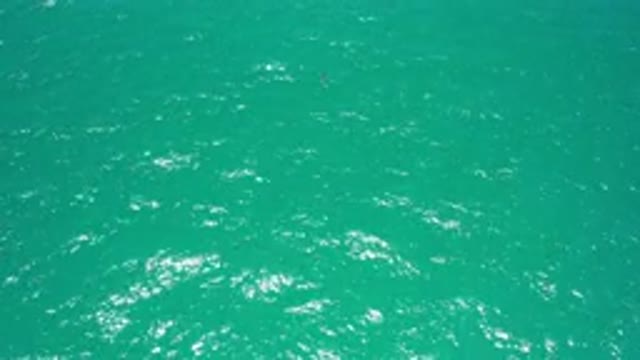 SAN JOSE DEL CABO MEXICO-2020: Park Video That Has Some Animals Playing Together