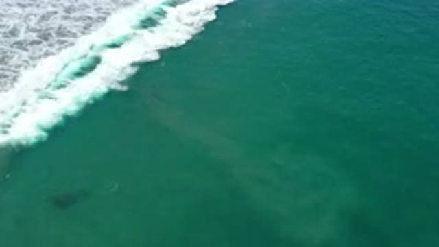 SAN JOSE DEL CABO MEXICO-2020: Group of Fishes Swimming Through Deep Blue Sea