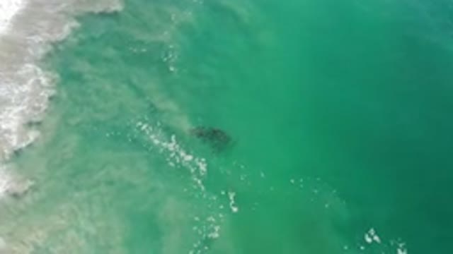 LOS CABOS MEXICO-2020: Top View Of Green And Deep Sea Water And Spotted A Black
