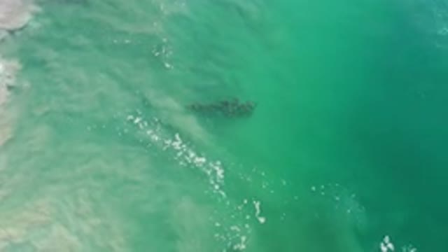 LOS CABOS MEXICO-2020: Group Of Fishes Swims Together Through Sea Waves During A
