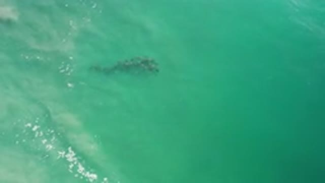 LOS CABOS MEXICO-2020: Group Of Dolphins Swimming In The Ocean