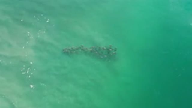 LOS CABOS MEXICO-2020: A View Of The Ocean With A Bunch Of Animals Grouped
