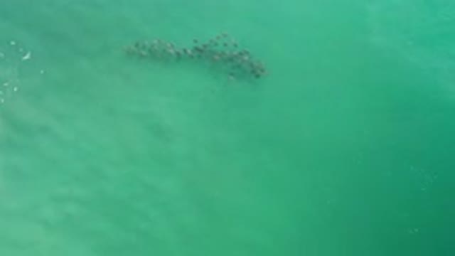 LOS CABOS MEXICO-2020: A Deep Calm Deep Sea Water And A School Of Fish Moving