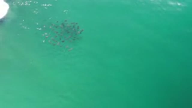 LOS CABOS MEXICO-2020: Top View Of Deep Green Water And A School Of Fish Moving
